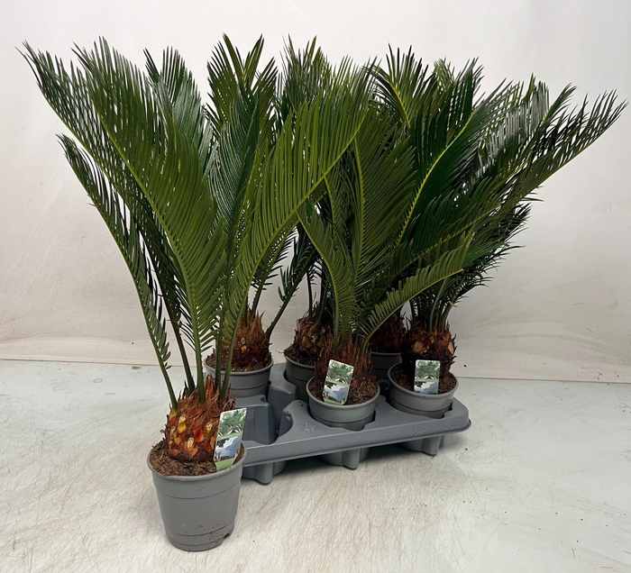 <h4>CYCAS REVOLUTA</h4>