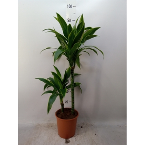 Dracaena fr de 'Art'