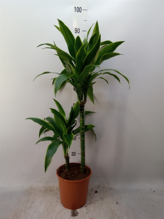 <h4>Dracaena fr de 'Art'</h4>