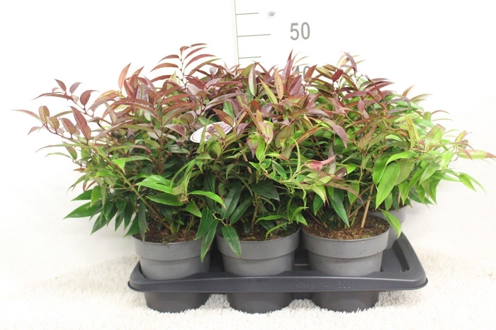 <h4>Leucothoe keiskei 'Royal Ruby' P17 potgekweekt</h4>