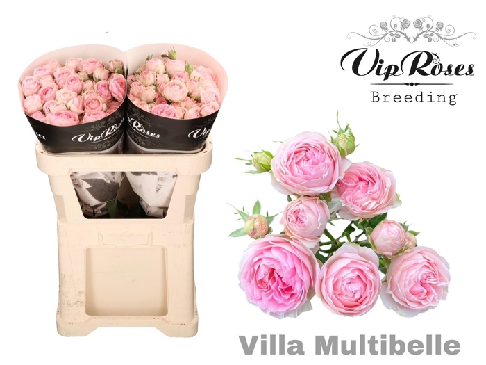 <h4>R TR VILLA MULTIBELL</h4>