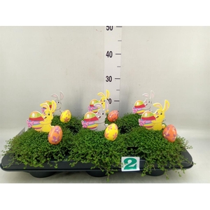 Soleirolia soleirolii   ...green