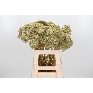 Ammi Zaad Kl Bh Goud