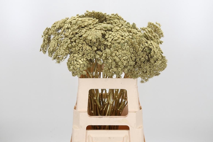 <h4>Ammi Zaad Kl Bh Goud</h4>