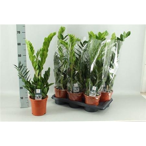 Zamio Zamiifolia 4+