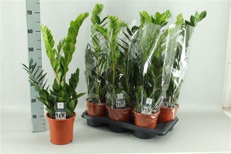 <h4>Zamio Zamiifolia 4+</h4>