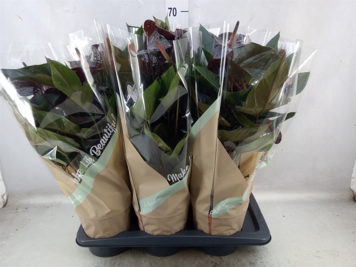 <h4>Anthurium andr. 'Beauty Black'</h4>