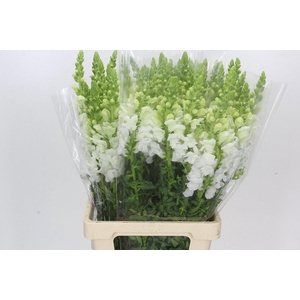 ANTIR POTO EARL WHIT