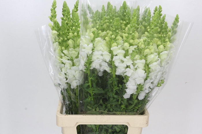 <h4>ANTIR POTO EARL WHIT</h4>