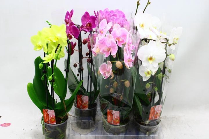 <h4>PHAL EL CASCADE</h4>