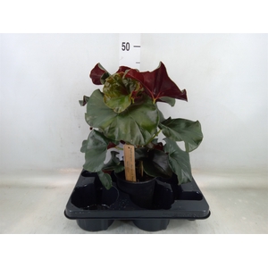 Begonia BD   ...
