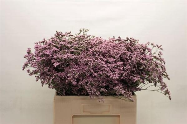 <h4>LIM SAF OSHI PINK</h4>