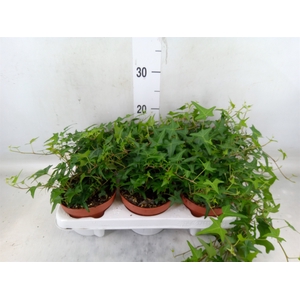 Hedera   ...green leafed