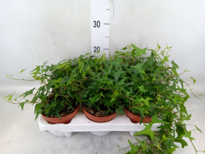 <h4>Hedera   ...green leafed</h4>