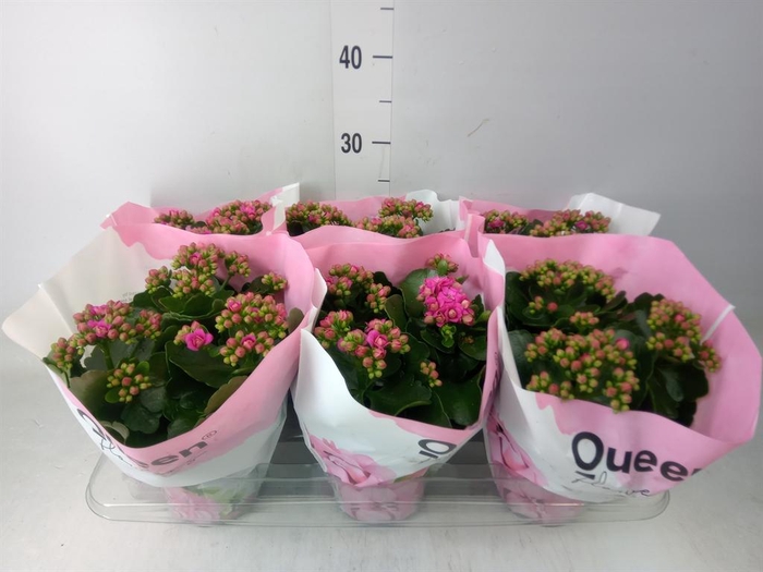 <h4>Kalanchoe  'MoreFlow Augusta'</h4>
