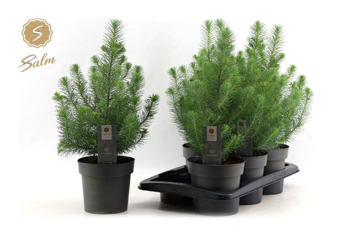 <h4>PINUS SILVER CREST</h4>