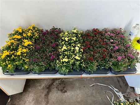 Chrys Garden Mums Gm