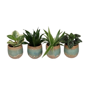 L 67340  Green MIX 6 cm