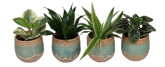 <h4>L 67340  Green MIX 6 cm</h4>