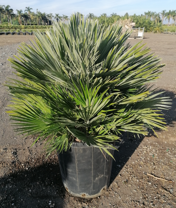 <h4>Chamaerops humilis</h4>
