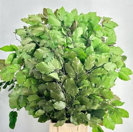 <h4>Faggio Preserved Green (beech,beuk)</h4>