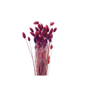 Dried Artz Phalaris Da Vinci Bunch