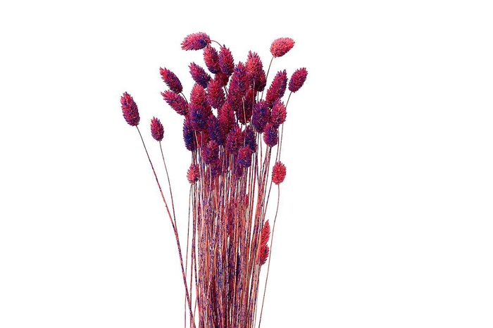 <h4>Dried Artz Phalaris Da Vinci Bunch</h4>