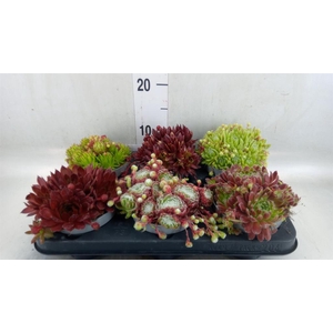Sempervivum   ...