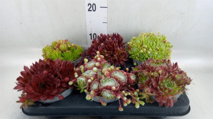 <h4>Sempervivum   ...</h4>