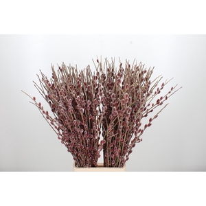 Salix Ch Red Passion