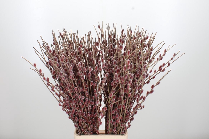 <h4>Salix Ch Red Passion</h4>