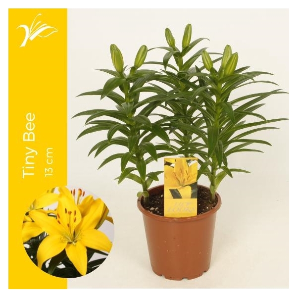 <h4>Lilium Tiny Bee 13 cm (az. lelie)</h4>