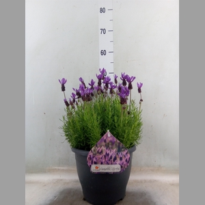 Lavandula stoec.