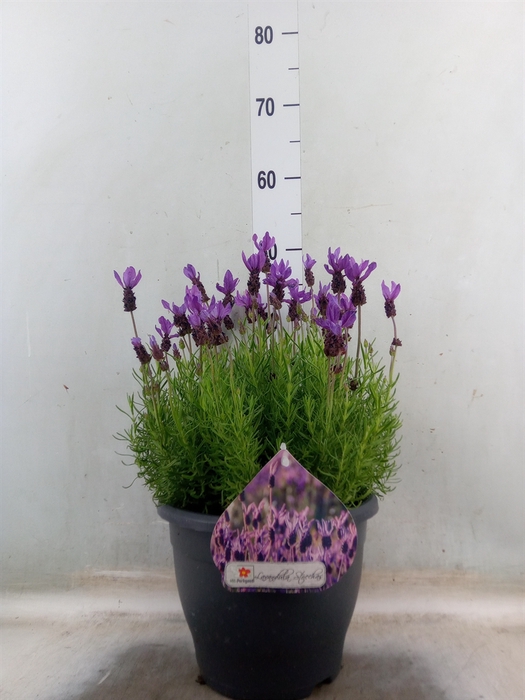 <h4>Lavandula stoec.</h4>