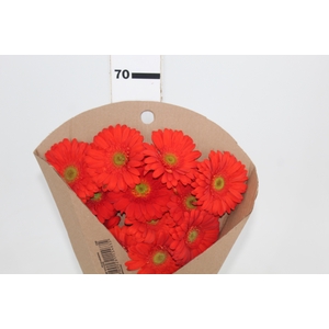 GERBERA TERRA POSITANO < 050 CM > 10 CM DIAM