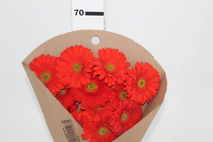 <h4>GERBERA TERRA POSITANO < 050 CM > 10 CM DIAM</h4>