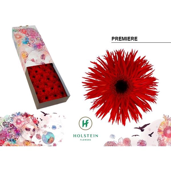 <h4>Ge Gr Spider Premiere Box Holstein</h4>