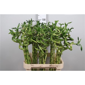 Drac Lucky Bamboo 90cm