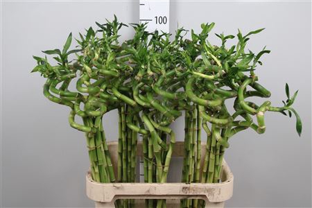 <h4>Drac Lucky Bamboo 90cm</h4>