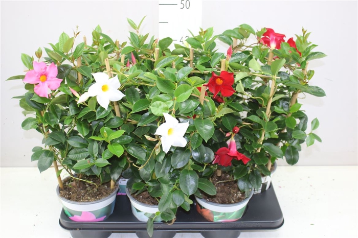 <h4>Mandevilla Di Gemengd Op Rek</h4>
