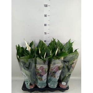 Spathiphyllum  'Sweet Ricardo'