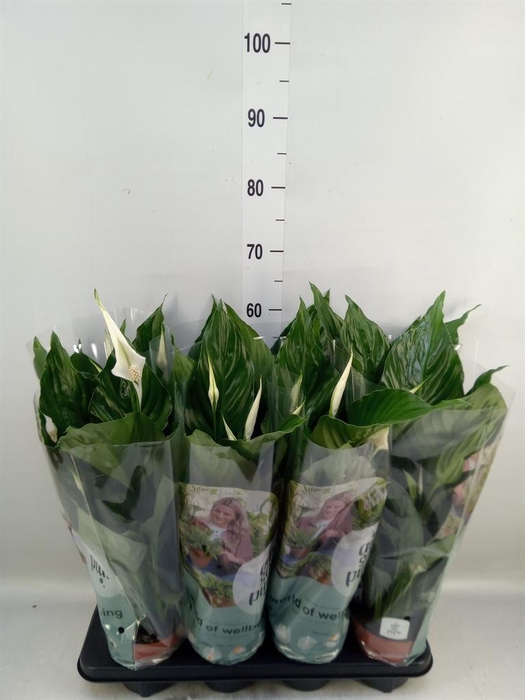 <h4>Spathiphyllum  'Sweet Ricardo'</h4>