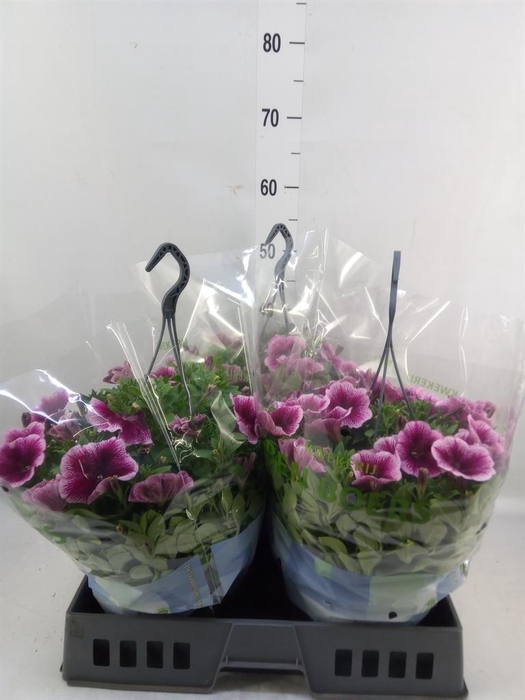 <h4>Petunia   ...</h4>