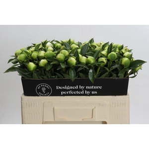 Paeonia Duchesse De Nemours