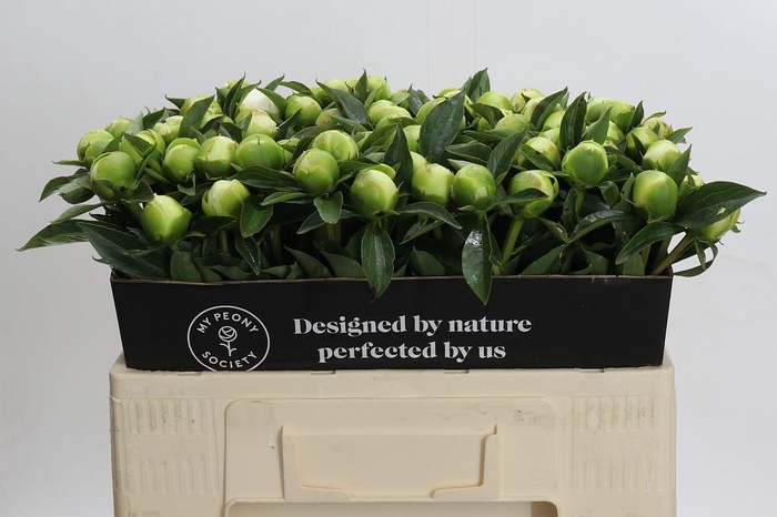 <h4>Paeonia Duchesse De Nemours</h4>