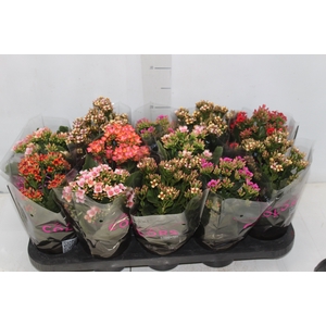 KALANCHOE P11 BICOLOR