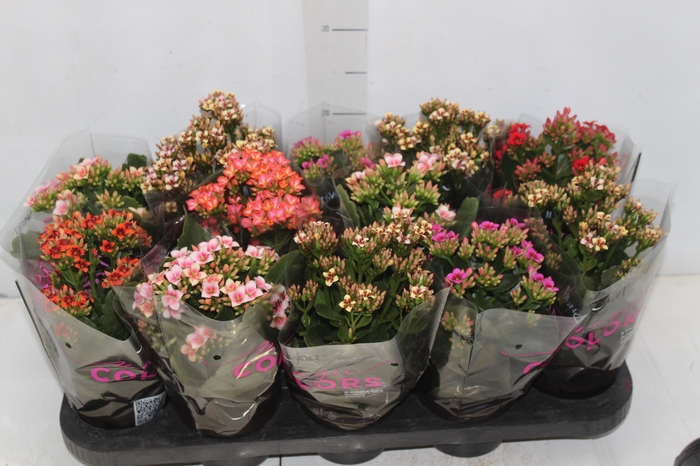 <h4>KALANCHOE P11 BICOLOR</h4>