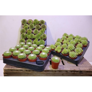 Semp Gem Mixk 1 Soort Per Tray