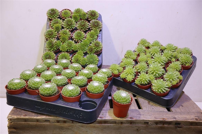 <h4>Semp Gem Mixk 1 Soort Per Tray</h4>