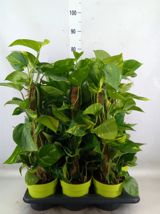 <h4>Epipremnum pinn.   ...moss stick</h4>